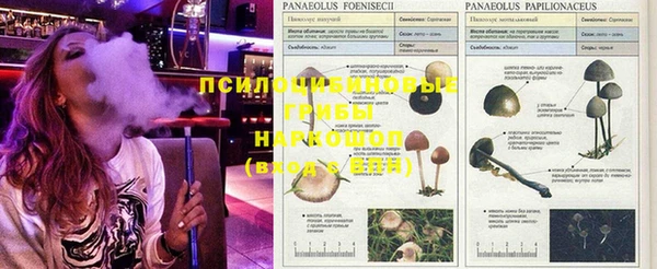 крисы Сясьстрой