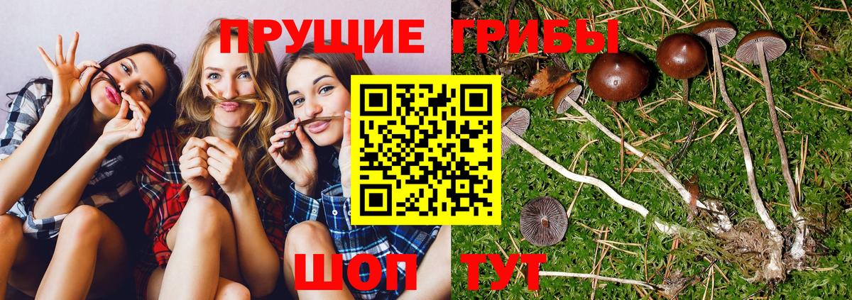 Псилоцибиновые грибы мицелий  Бугульма 