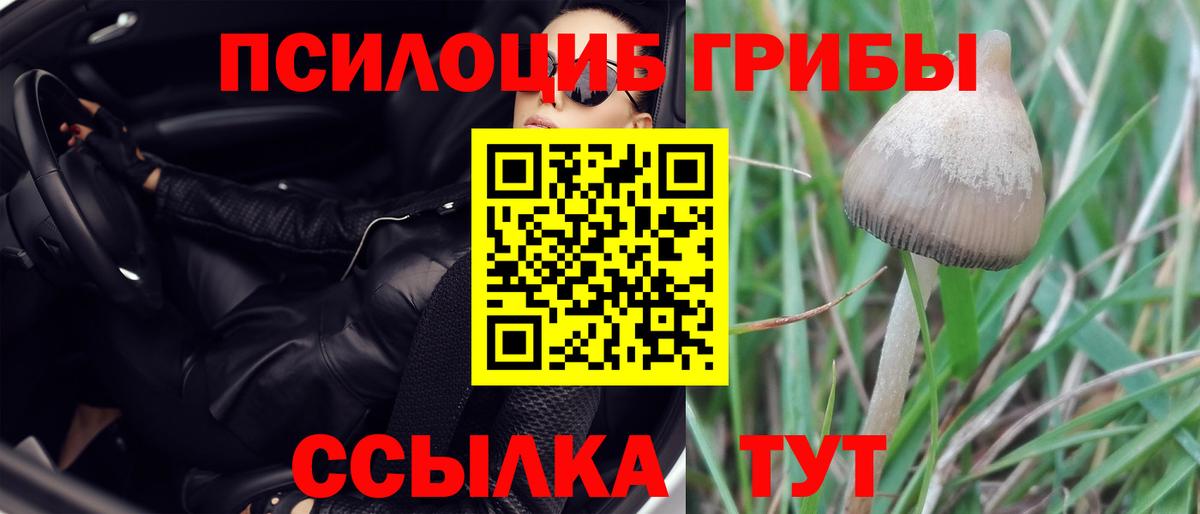 Псилоцибиновые грибы GOLDEN TEACHER Бугульма